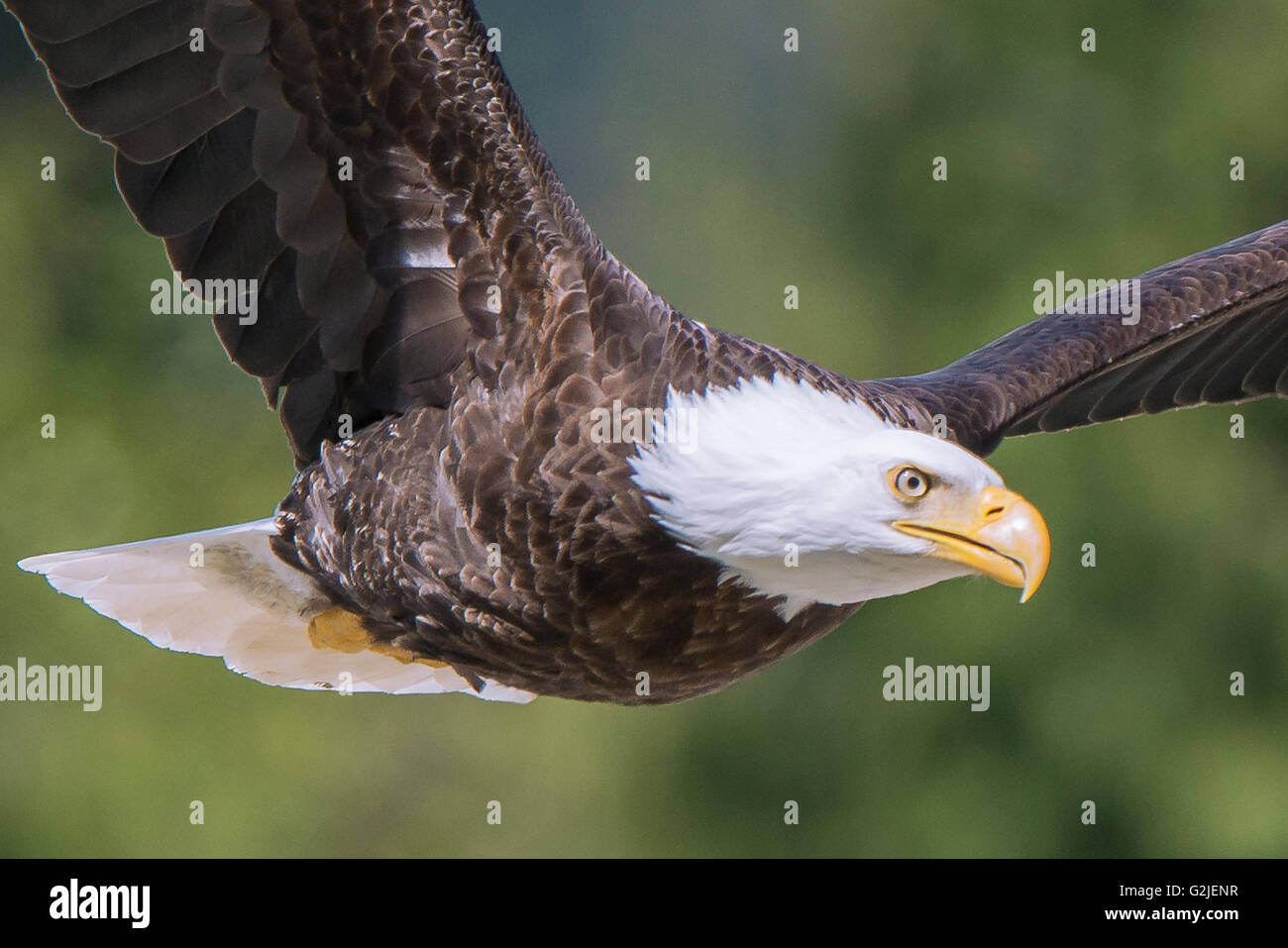 Erwachsenen Weißkopf-Seeadler (Haliaeetus Leucocephalus), gemäßigten Regenwald, Küsten Britisch-Kolumbien, Kanada Stockfoto
