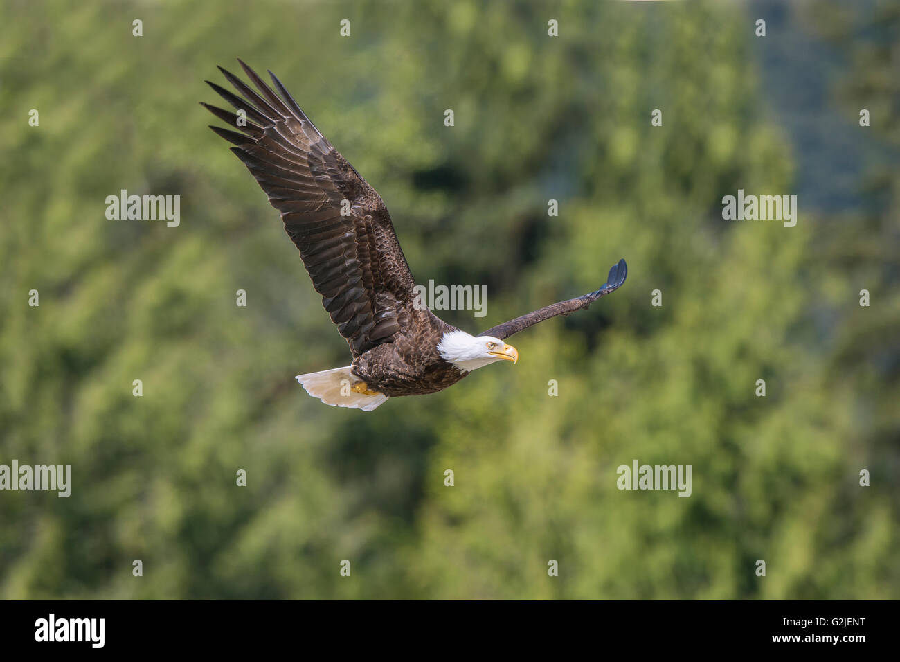 Erwachsenen Weißkopf-Seeadler (Haliaeetus Leucocephalus), gemäßigten Regenwald, Küsten Britisch-Kolumbien, Kanada Stockfoto