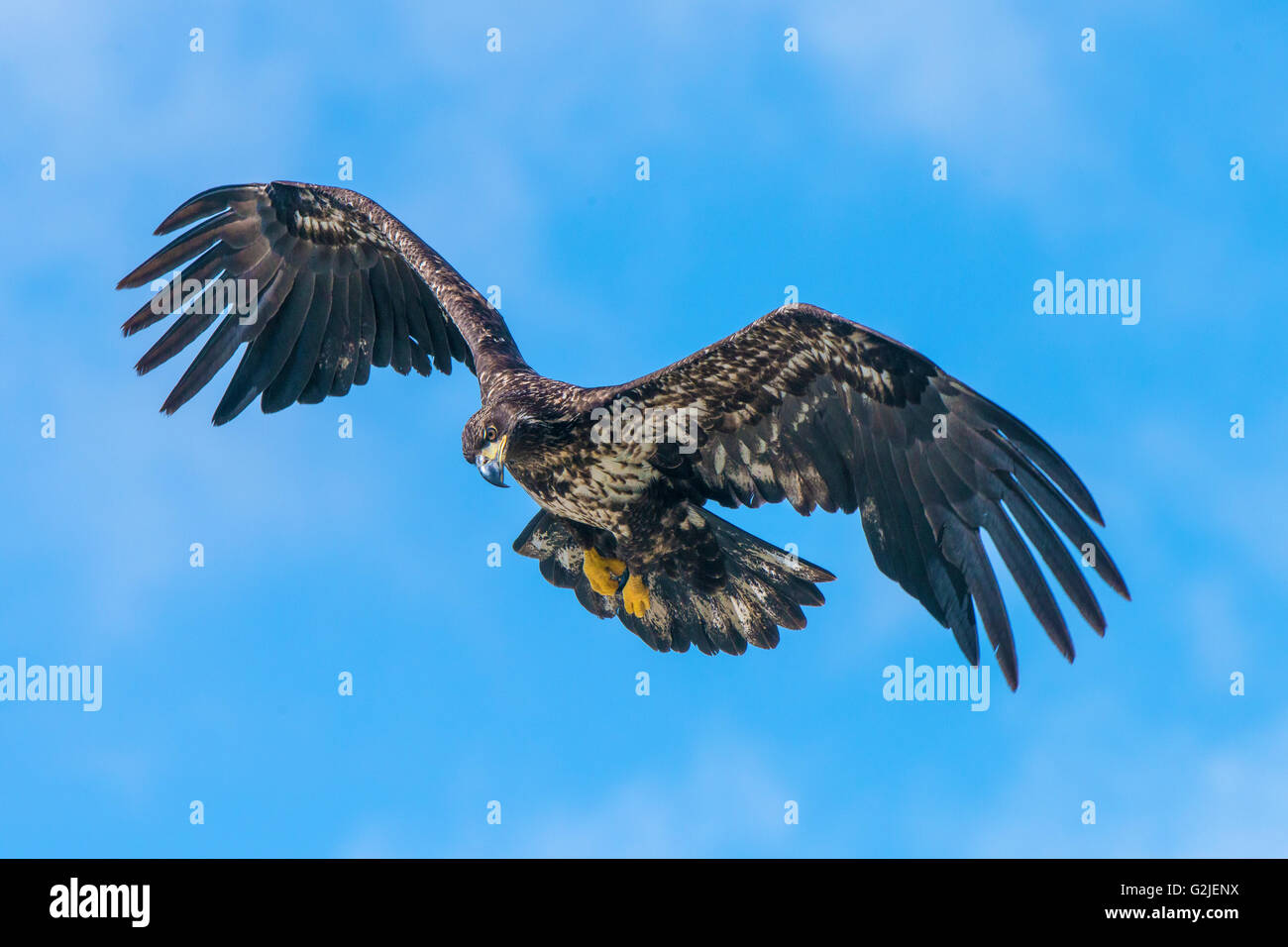 Juvenile Weißkopf-Seeadler (Haliaeetus Leucocephalus), gemäßigten Regenwald, Küsten Britisch-Kolumbien, Kanada Stockfoto