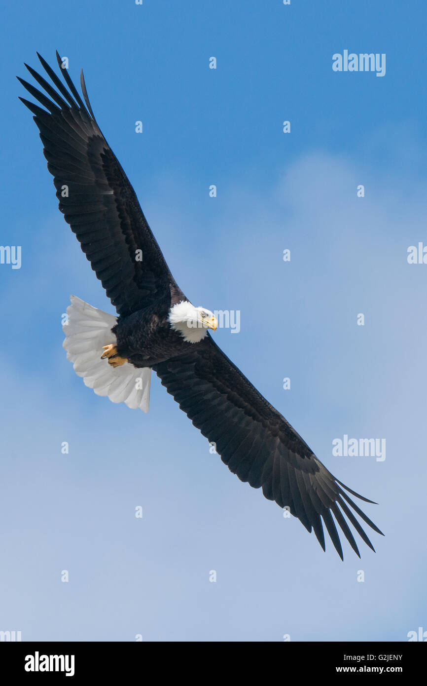 Erwachsenen Weißkopf-Seeadler (Haliaeetus Leucocephalus), gemäßigten Regenwald, Küsten Britisch-Kolumbien, Kanada Stockfoto