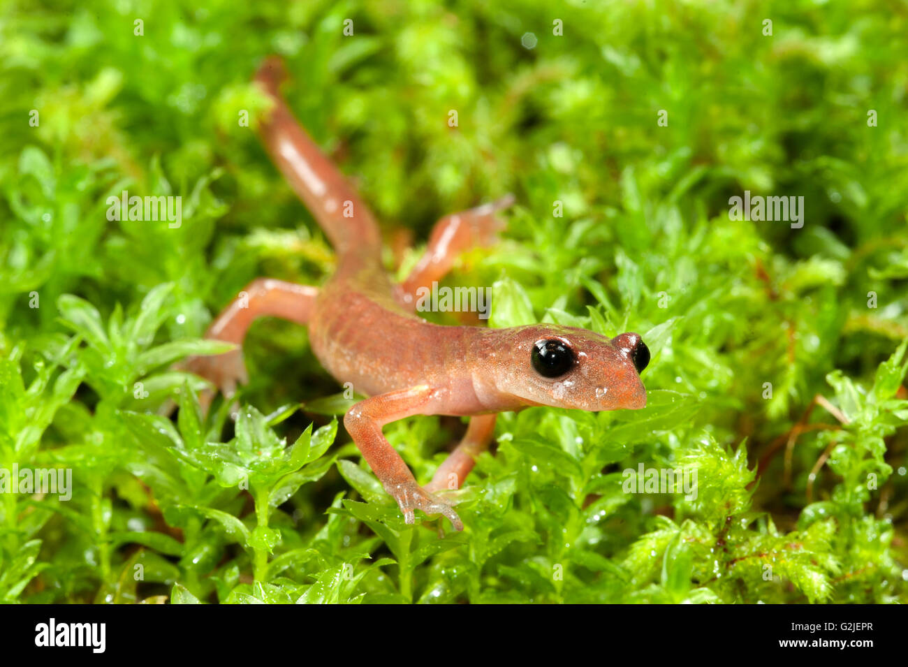 Ensatina (rote Salamander) (Ensatina Eschscholtzii), gemäßigten Regenwald, Central coast British Columbia, Bella Coola, Kanada Stockfoto