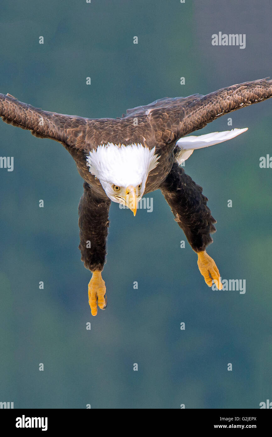 Erwachsenen Weißkopf-Seeadler (Haliaeetus Leucocephalus) Landung, gemäßigten Regenwald, Küsten Britisch-Kolumbien, Kanada Stockfoto