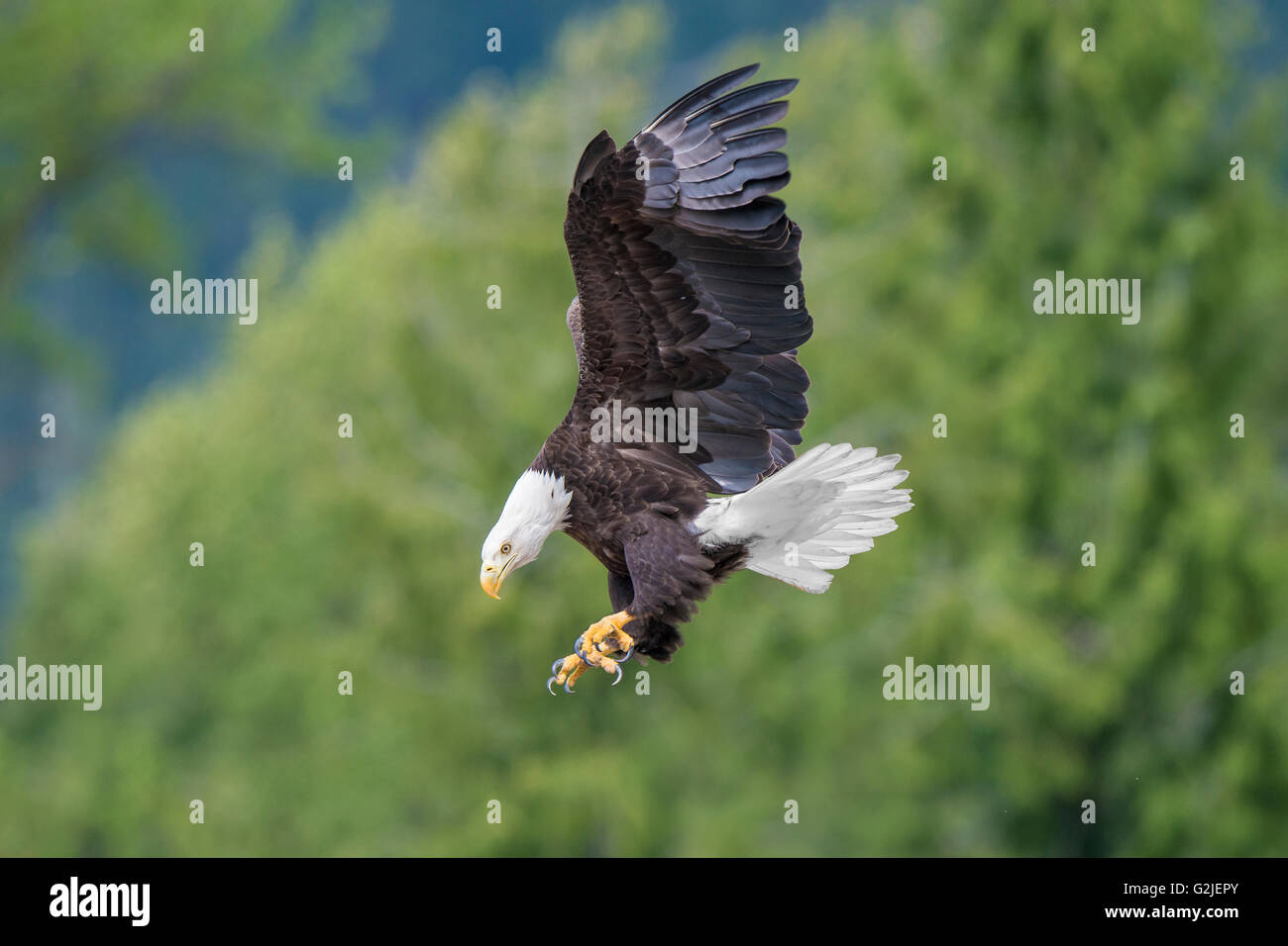 Erwachsenen Weißkopf-Seeadler (Haliaeetus Leucocephalus) Landung, gemäßigten Regenwald, Küsten Britisch-Kolumbien, Kanada Stockfoto