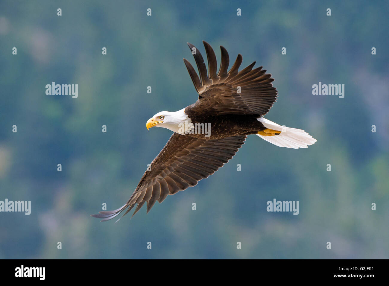 Erwachsenen Weißkopf-Seeadler (Haliaeetus Leucocephalus), gemäßigten Regenwald, Küsten Britisch-Kolumbien, Kanada Stockfoto
