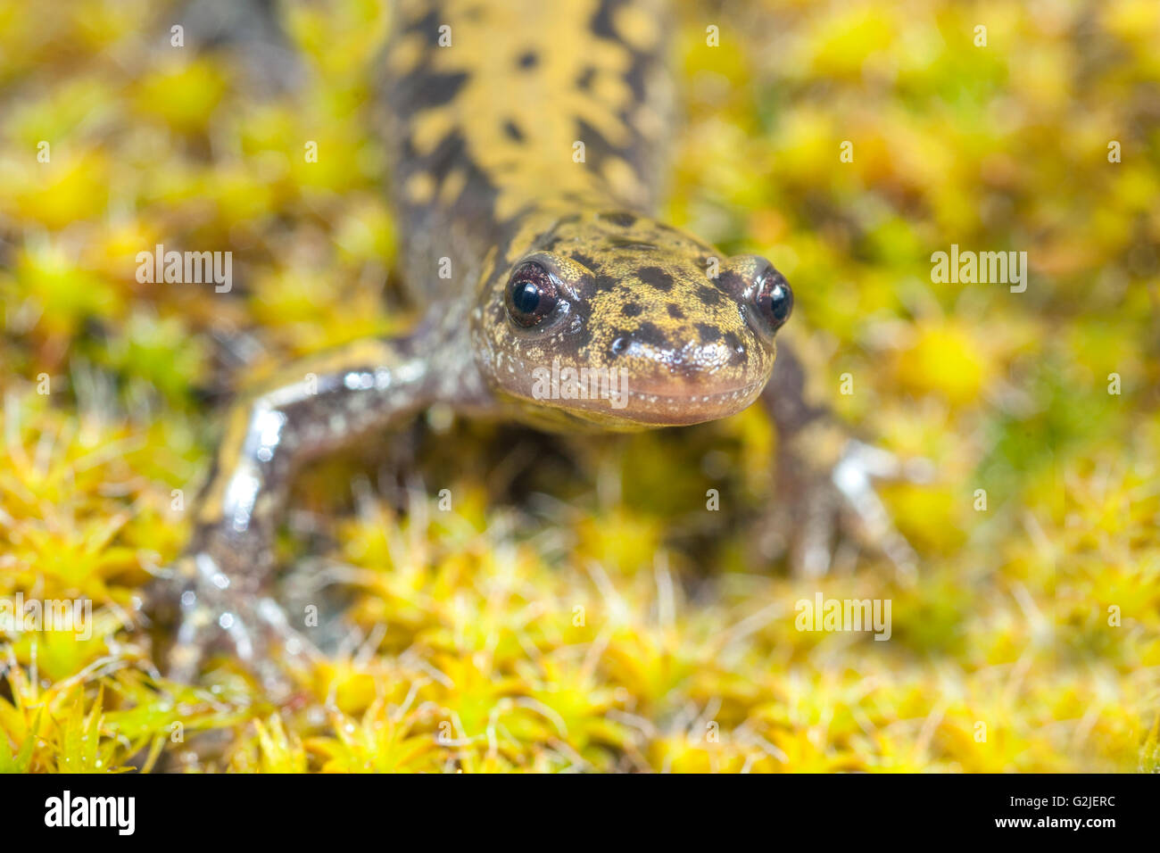 Lange-toed Salamander (Z.B. Macrodactylum), südliche Okanagan Valley, Oliver, British Columbia, Kanada Stockfoto