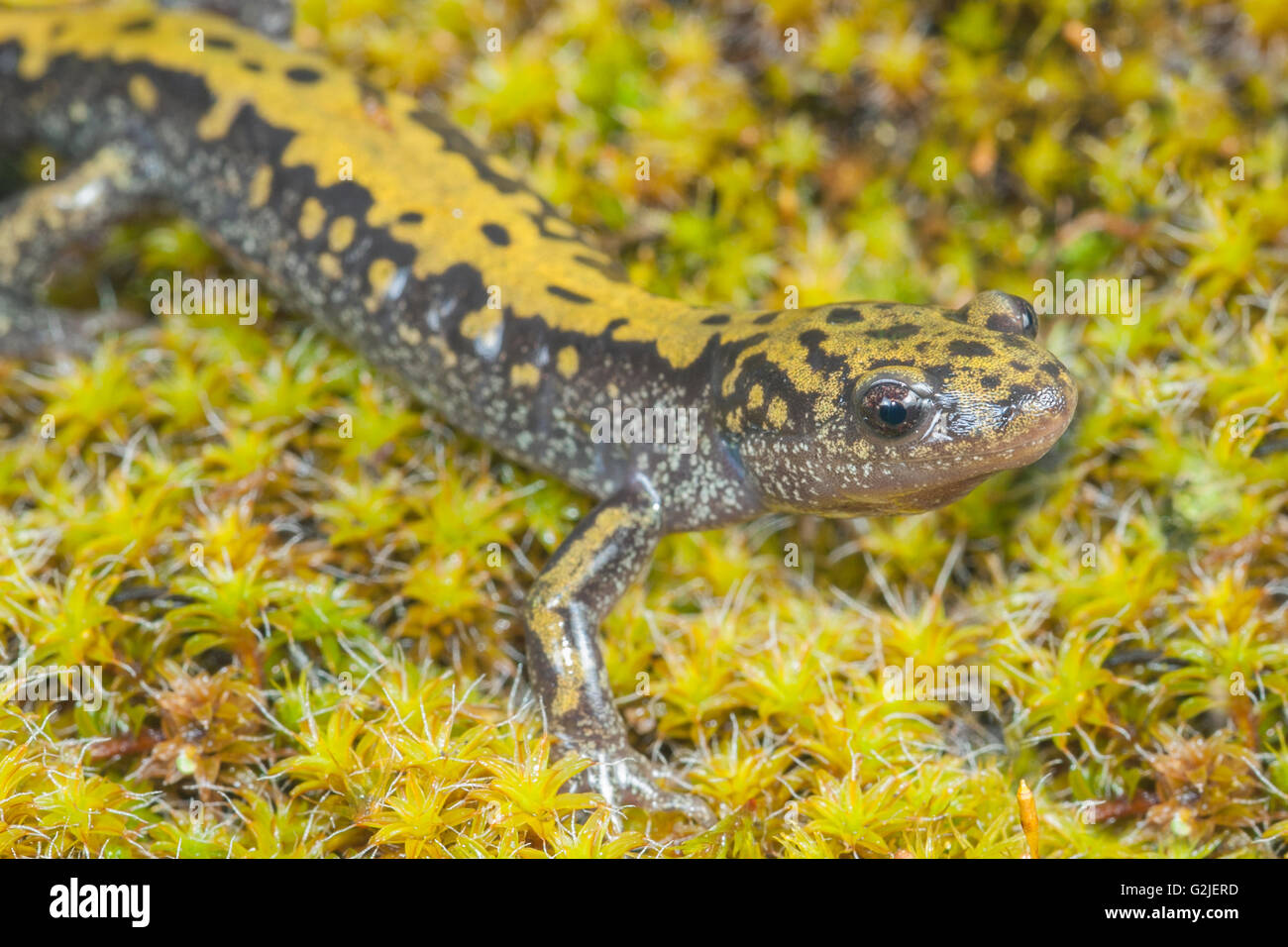 Lange-toed Salamander (Z.B. Macrodactylum), südliche Okanagan Valley, Oliver, British Columbia, Kanada Stockfoto