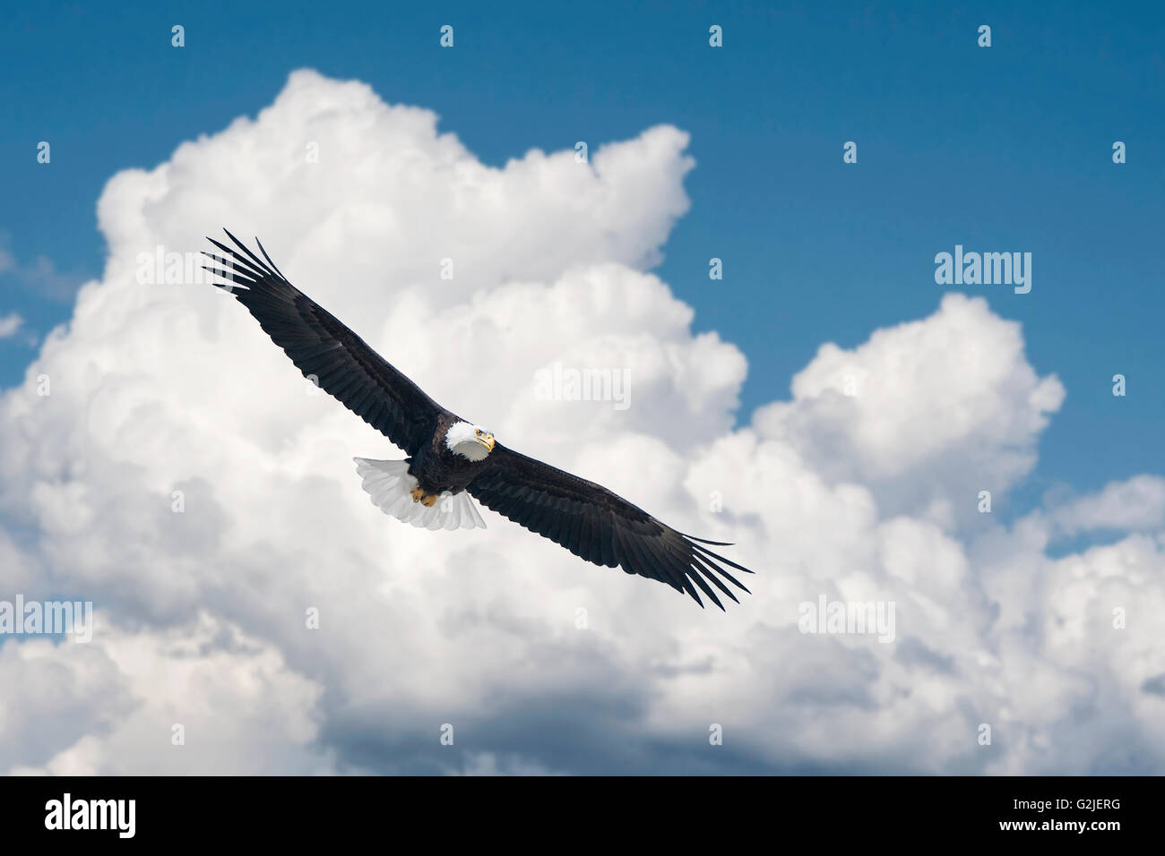 Erwachsenen Weißkopf-Seeadler (Haliaeetus Leucocephalus), gemäßigten Regenwald, Küsten Britisch-Kolumbien, Kanada Stockfoto