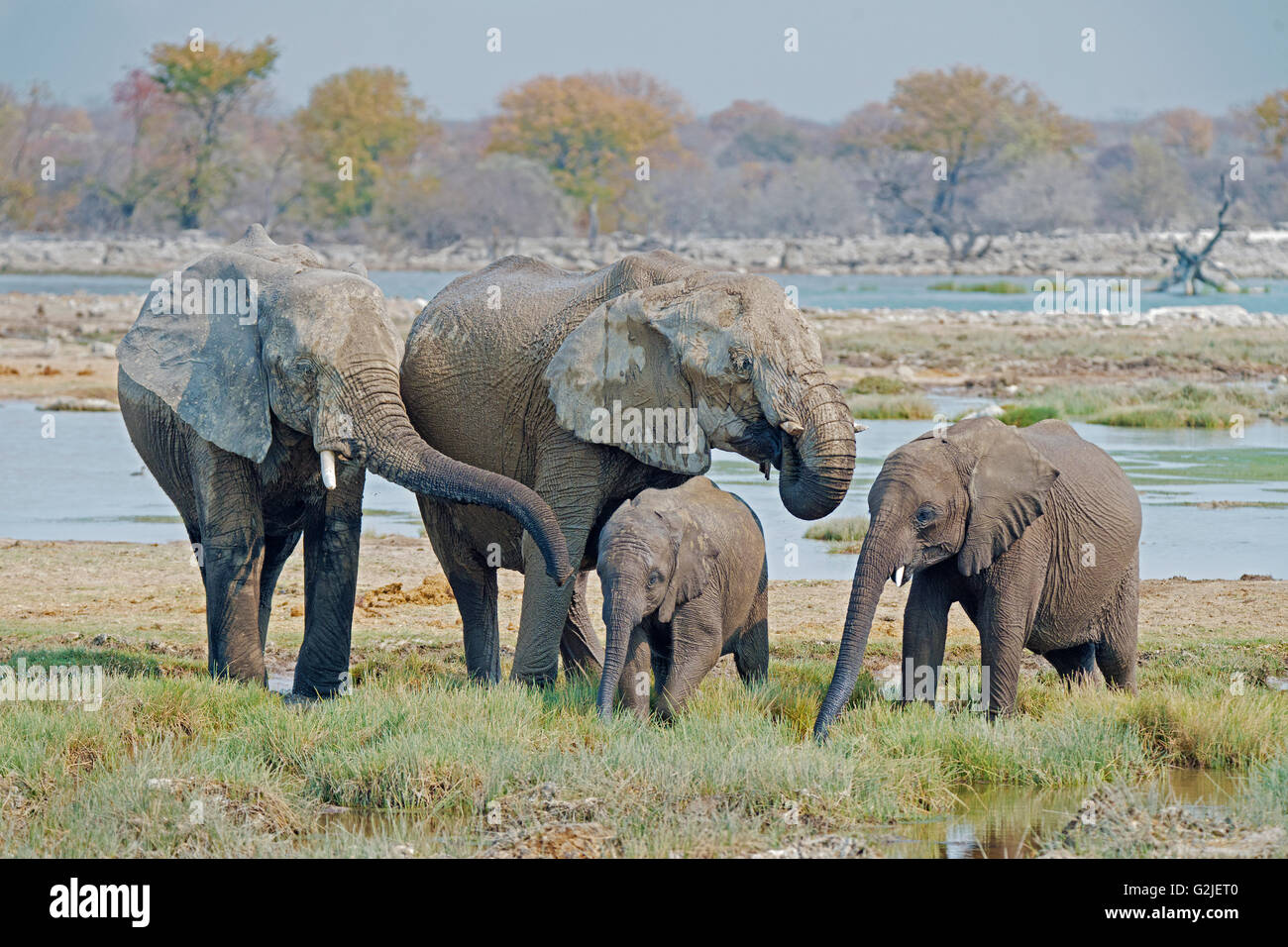 Afrikanischer Elefant (Loxodonta Africana) Familie trinken und spielen an einem Wasserloch, Etosha Nationalpark, Namibia, Südliches Afrika Stockfoto