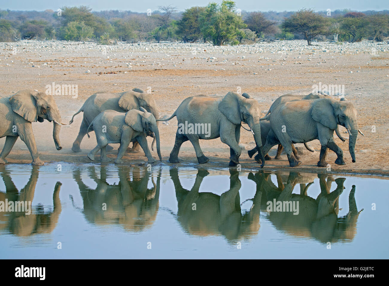 Afrikanischer Elefant (Loxodonta Africana) Familie kommen, um ein Wasserloch zu trinken, Etosha Nationalpark, Namibia, Südliches Afrika Stockfoto