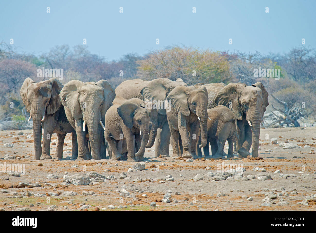 Afrikanischer Elefant (Loxodonta Africana) Familie kommen, um ein Wasserloch zu trinken, Etosha Nationalpark, Namibia, Südliches Afrika Stockfoto