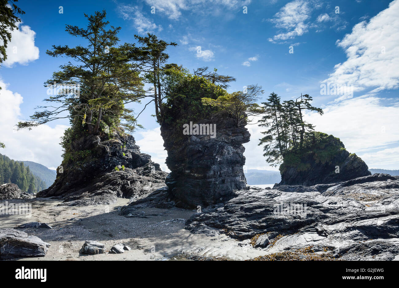 Meer-Stacks in der Nähe von Owen Punkt entlang der West Coast Trail. Pacific Rim National Park Reserve, Vancouver Island, BC, Kanada. Stockfoto