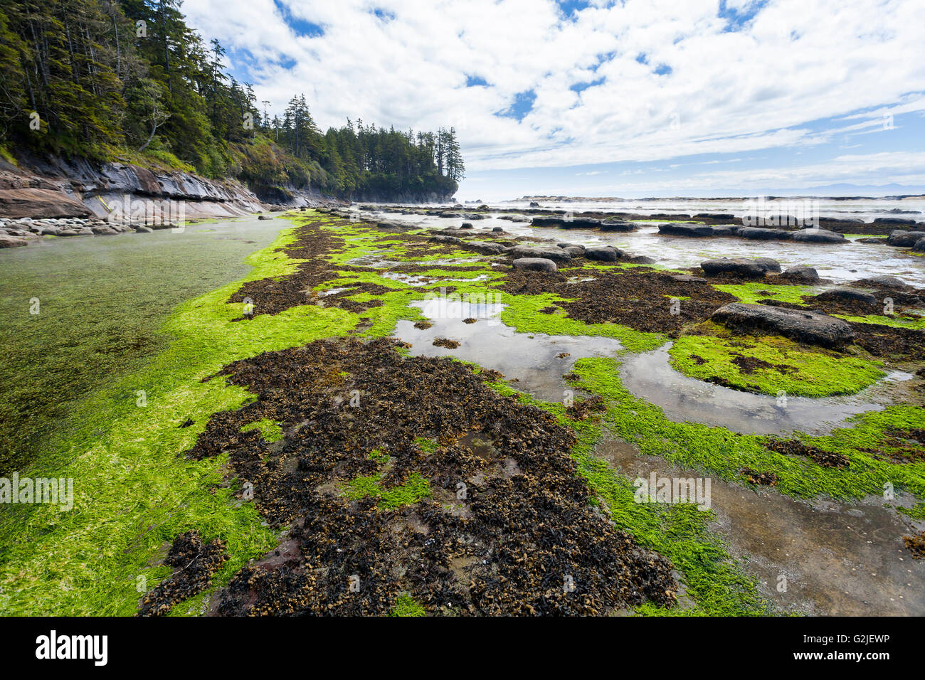 Grüne Algen entlang eines Abschnitts Gezeitenzone auf West Coast Trail Pacific Rim National Park Reserve Vancouver Island BC Kanada. Stockfoto