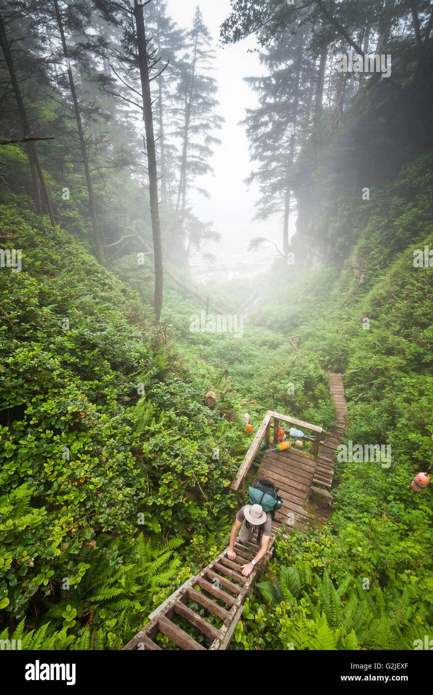 Wanderer, Klettern die Leiter Salal Callunen Shallon West Coast Trail Pacific Rim National Park Reserve Vancouver Island BC Kanada. Stockfoto