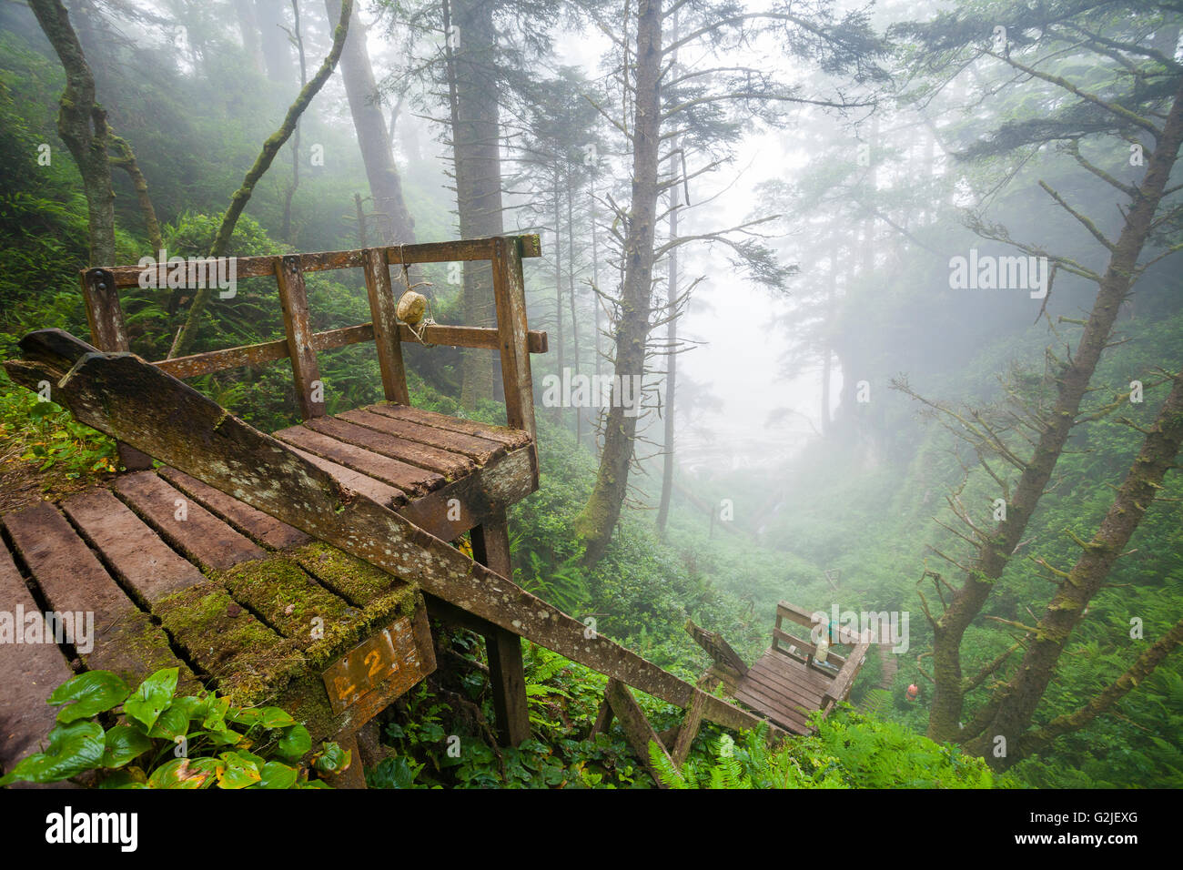 Leitern, Nebel, Salal, Callunen Shallon, West Coast Trail, Pacific Rim National Park Reserve, Vancouver Island, BC, Kanada. Stockfoto