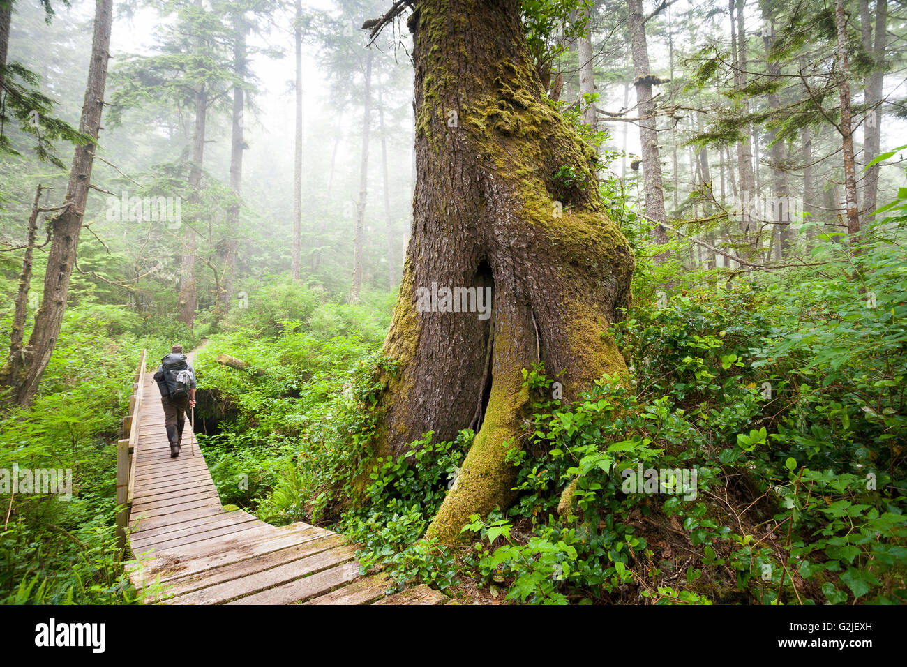 Wanderer auf Promenade Westliche Hemlocktanne Baum Tsuga Heterophylla West Coast Trail Pacific Rim National Park Reserve Vancouver Island Stockfoto