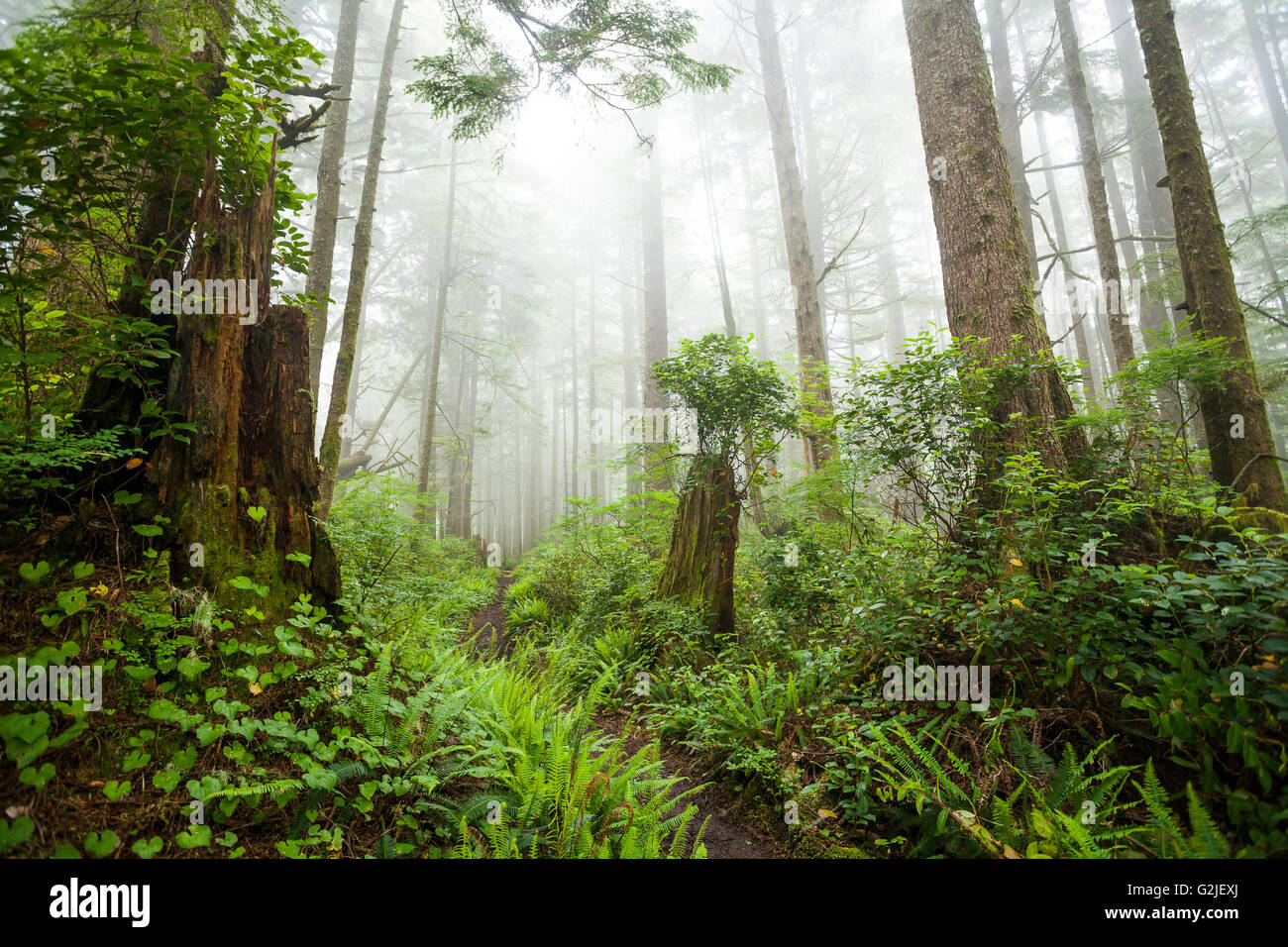 Regenwald Salal Callunen Shallon Hirsch Farn Blechnum spicant falsch-von-der-Maiglöckchen Maianthemum Dilatatum West Coast Trail Stockfoto