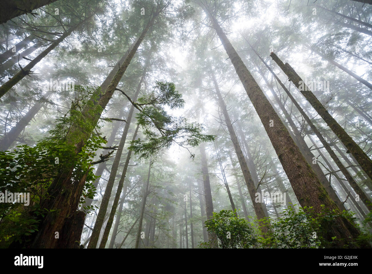 Durch Nebel westlichen Hemlocktannen Tsuga Heterophylla West Coast Trail Pacific Rim National Park Reserve Vancouver Island nachschlagen Stockfoto