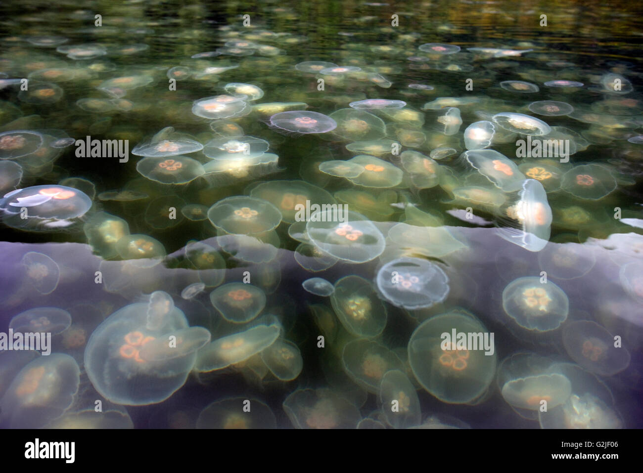 Mond-Quallen in Sechelt Inlet. Gibsons, Sunshine Coast, British Columbia, Kanada Stockfoto