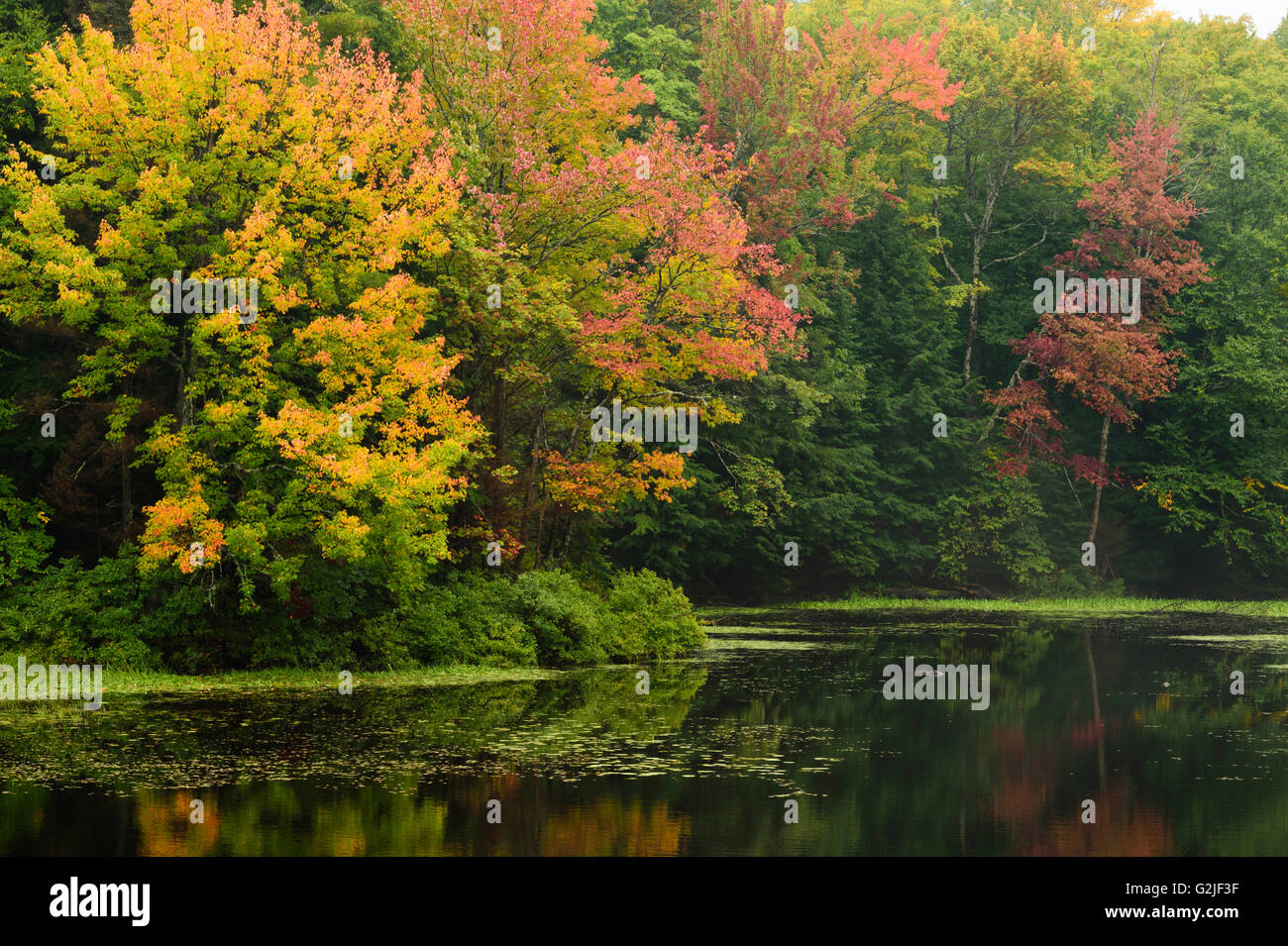 Gedeckte nördlichen Teich und Laubwald, Herbst. Muskoka, Ontario, Kanada Stockfoto