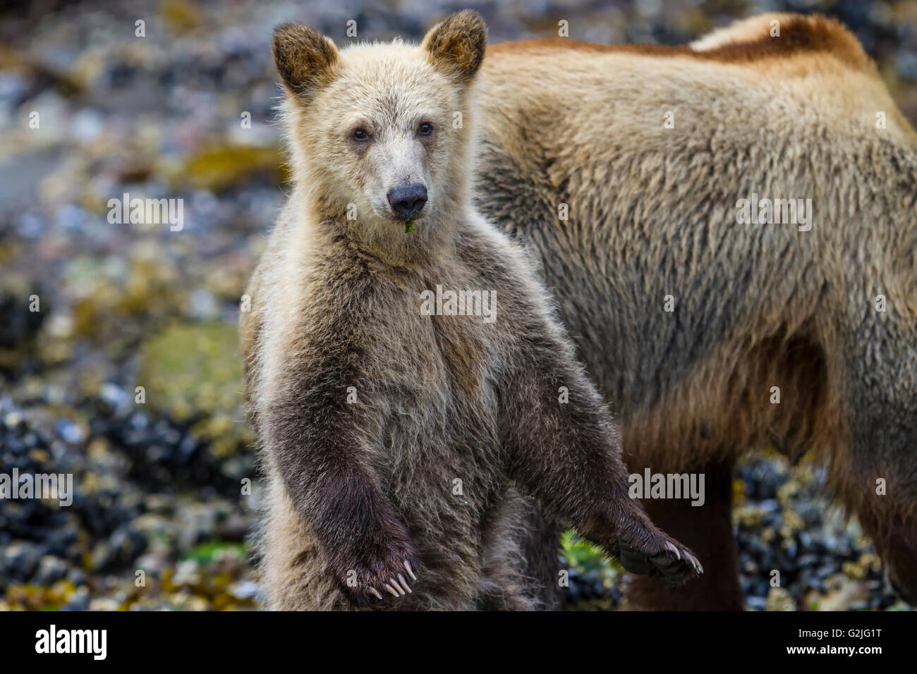 Küsten Grizzly Bear Cub (Ursus Arctos) stehend auf Futtersuche entlang des schönen Knight Inlet-British Columbia-Kanada. Stockfoto