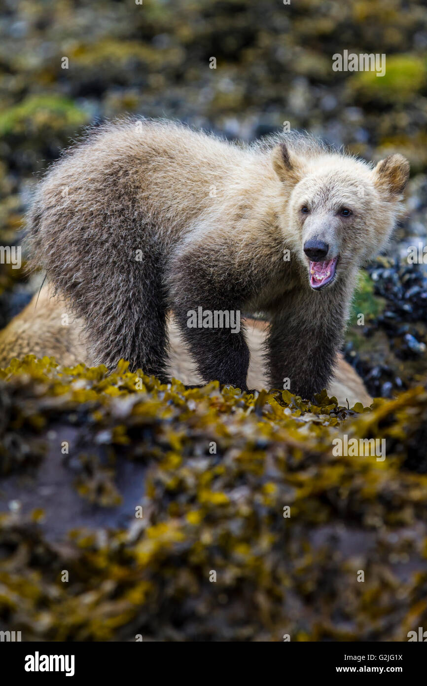Coastal Grizzly Bear Cub (Ursus Arctos) auf Futtersuche entlang des wunderschönen Knight Inlet, Britisch-Kolumbien, Kanada. Stockfoto