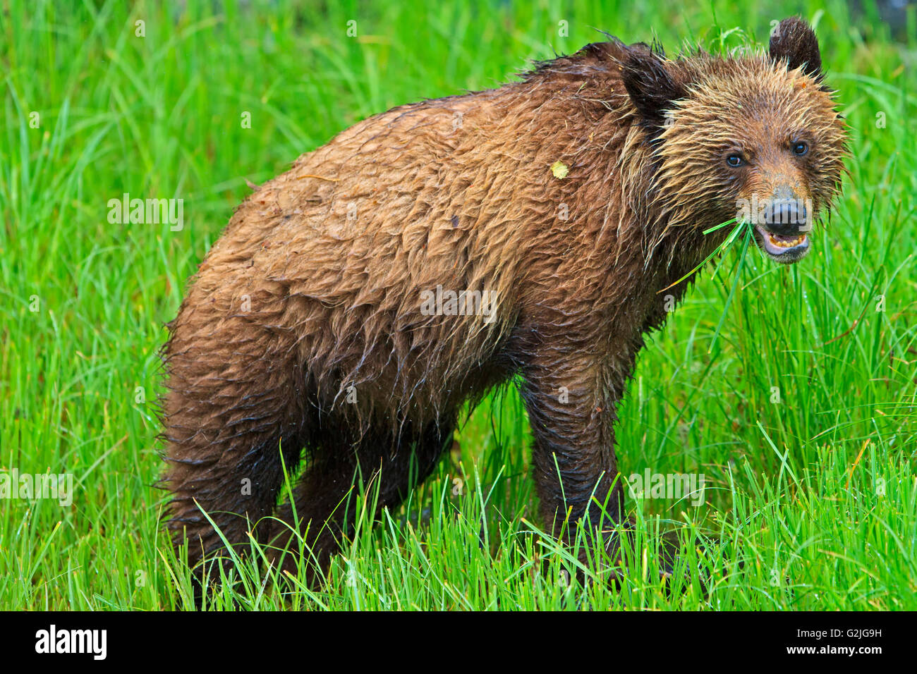 Coastal Grizzly Bear Cub Nahrungssuche bei Ebbe auf dem Festland British Columbia in Kanada Stockfoto