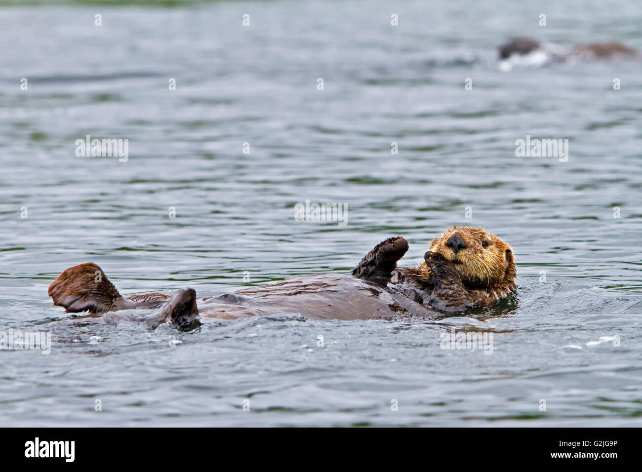 Sea Otter Enhydra Lutris gehört Wiesel-Familie der Westküste Nord Vancouver Island in British Columbia Kanada fotografiert. Stockfoto