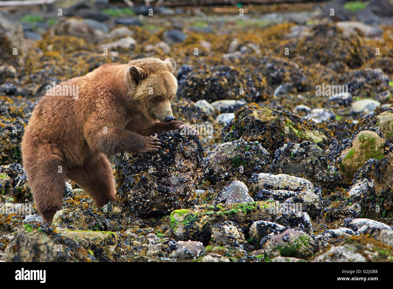 Weibliche Küsten Grizzly-Bären, die auf der Suche nach Nahrung an den niedrigen Gezeiten drehen Felsen auf der Suche nach Krabben auf dem Festland British Columbia Kanada Stockfoto