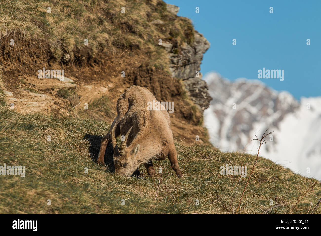 Steinbock Wild Mountain Goat Cabra Steinbock Capra auf den Bergen des Nationalpark Grand Paradis in Italien Stockfoto