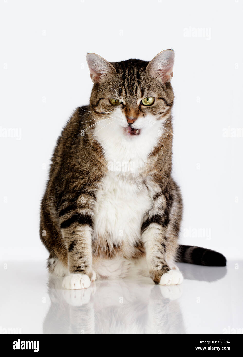 Porträt einer verspielten Hauskatze liebäugelt mit Wollknäuel auf weiße Fläche Stockfoto
