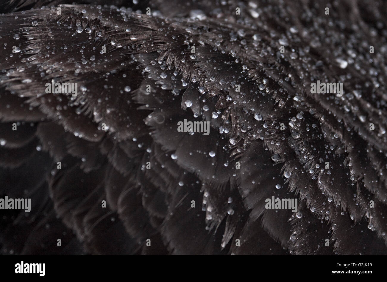 Black Swan Federn Textur (Cygnus olor) Stockfoto