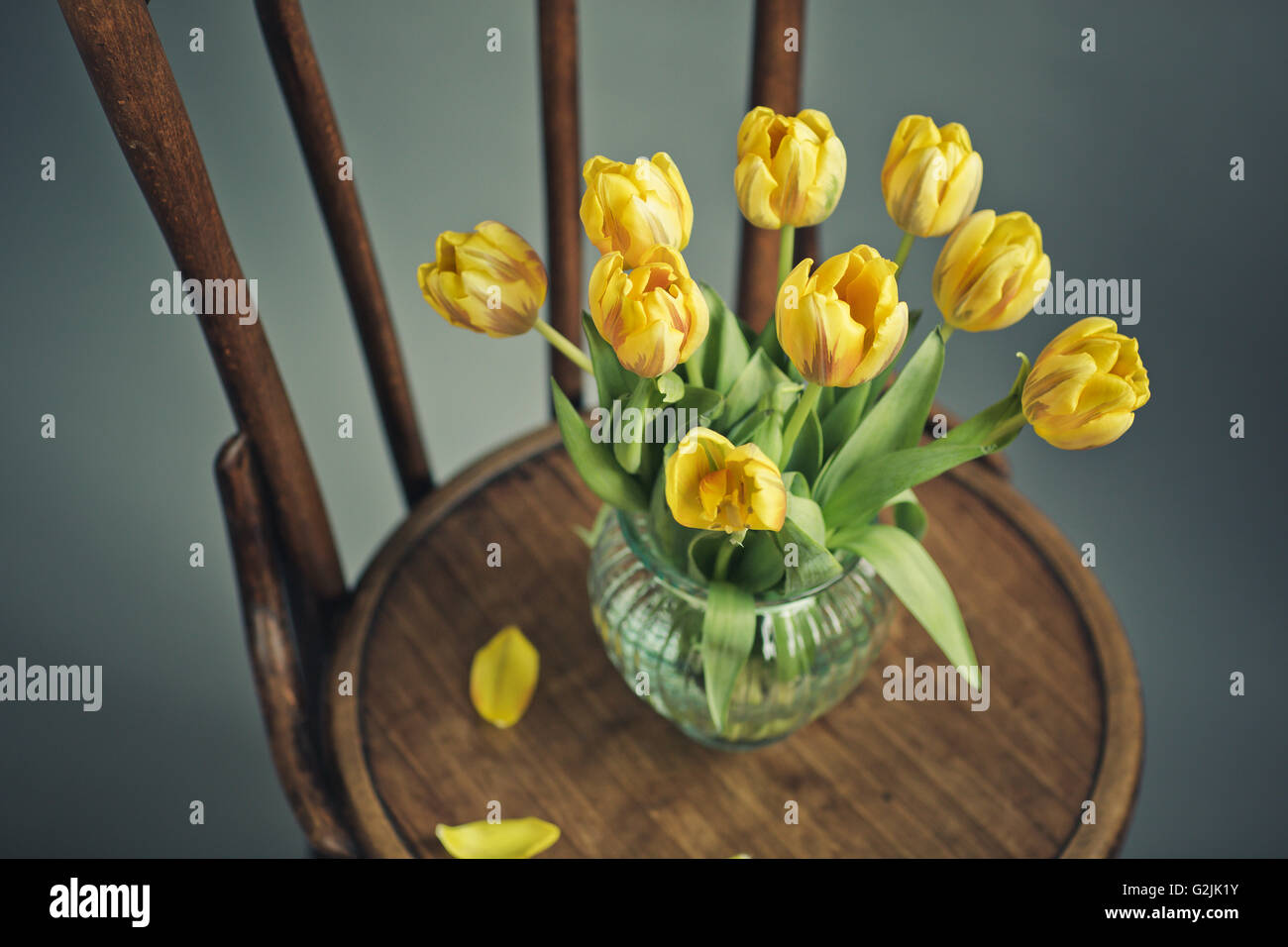 Schöne helle gelbe Tulpen in Stillleben mit alten Milch können ein Zitronen auf antik Holzstuhl Stockfoto