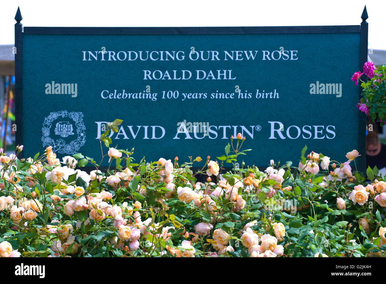 Roald Dahl stieg von David Austin Roses auf Hay Festival 2016 ins Leben gerufen Stockfoto