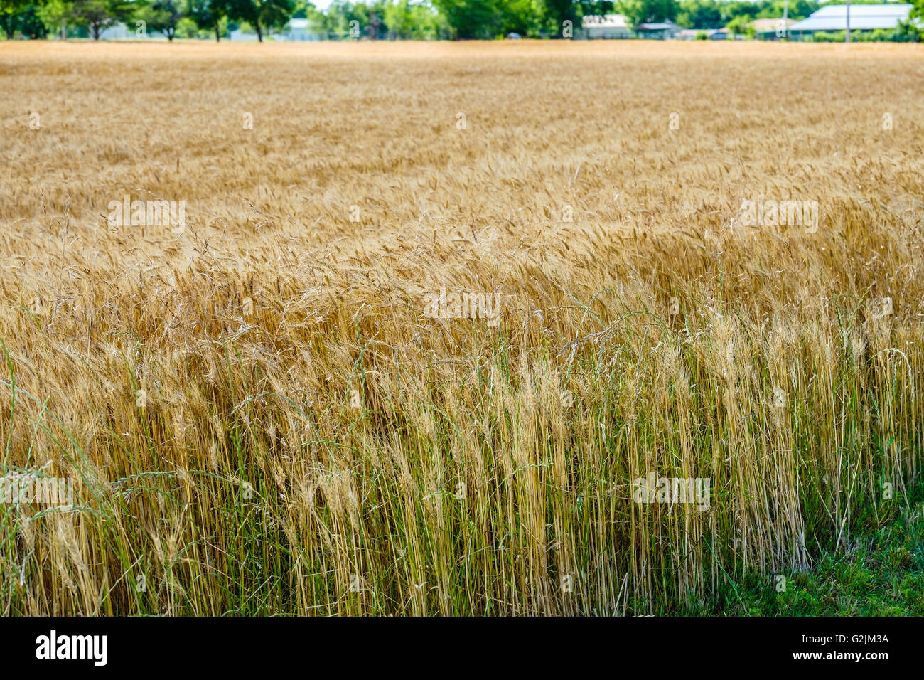 Eine Nahaufnahme eines Feldes von reifen Weizen reif für die Ernte in  Oklahoma, USA. Betrügen, zeigt auch ein lästiges Unkraut Stockfotografie -  Alamy