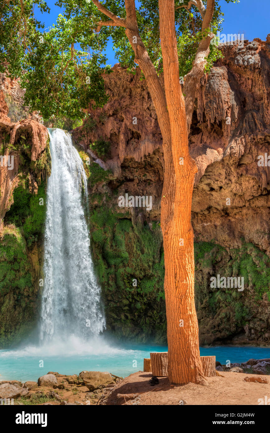 Ein großer Baum spendet Schatten an einem sonnigen Tag im Havasu Fälle auf der Havasupai Indian Reservation in den Grand Canyon. Stockfoto