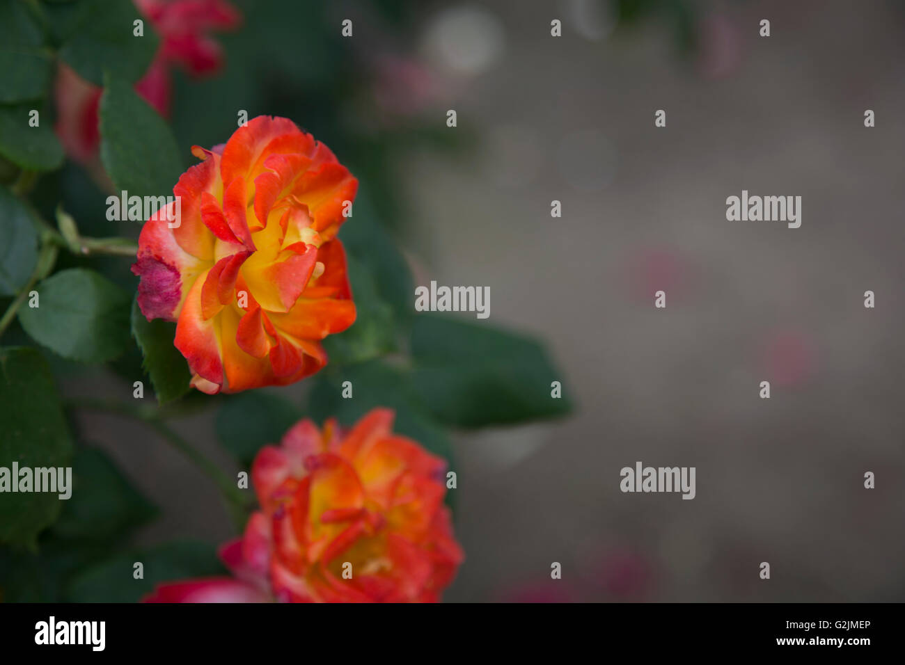 Wunderschöne Rosen an einem State Park Stockfoto