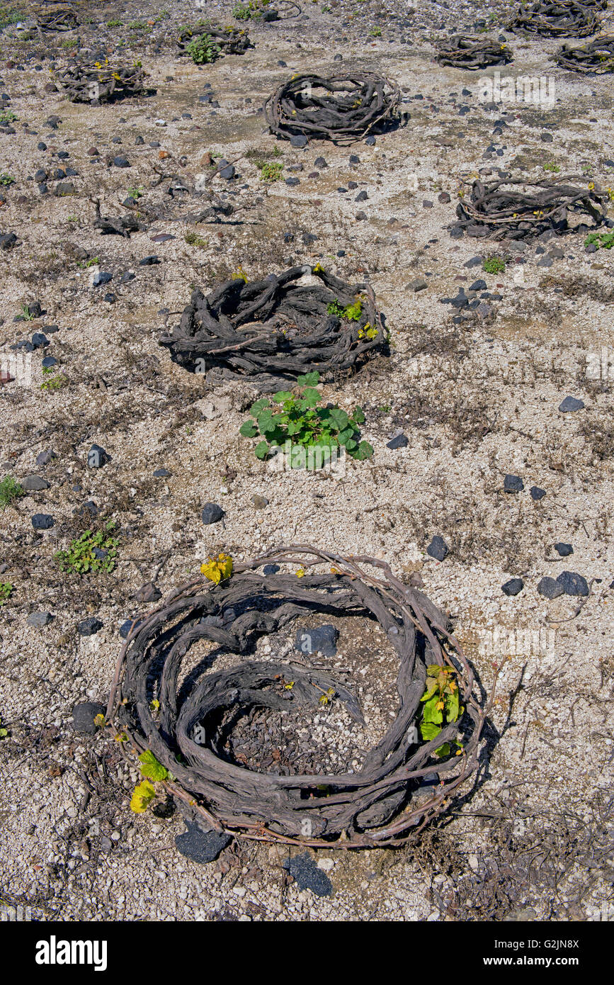 Traditionellen Weinbau Aufwickeln der frühen Pflanzen bleiben auf dem Boden als Windschutz auf Santorin, Kykladen, Griechenland Stockfoto