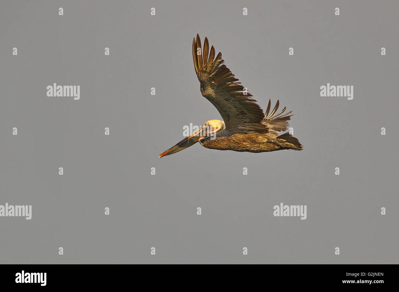 Brauner Pelikan Pelecanus Occidentalis im Flug von links mit beiden Flügeln erhöhten betrachtet Stockfoto