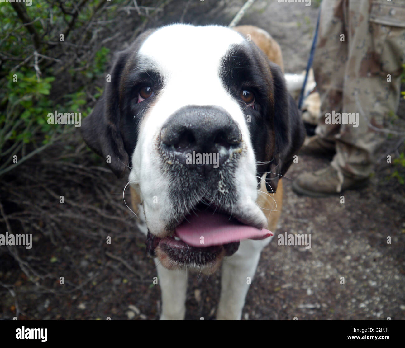 Saint Bernard Stockfoto