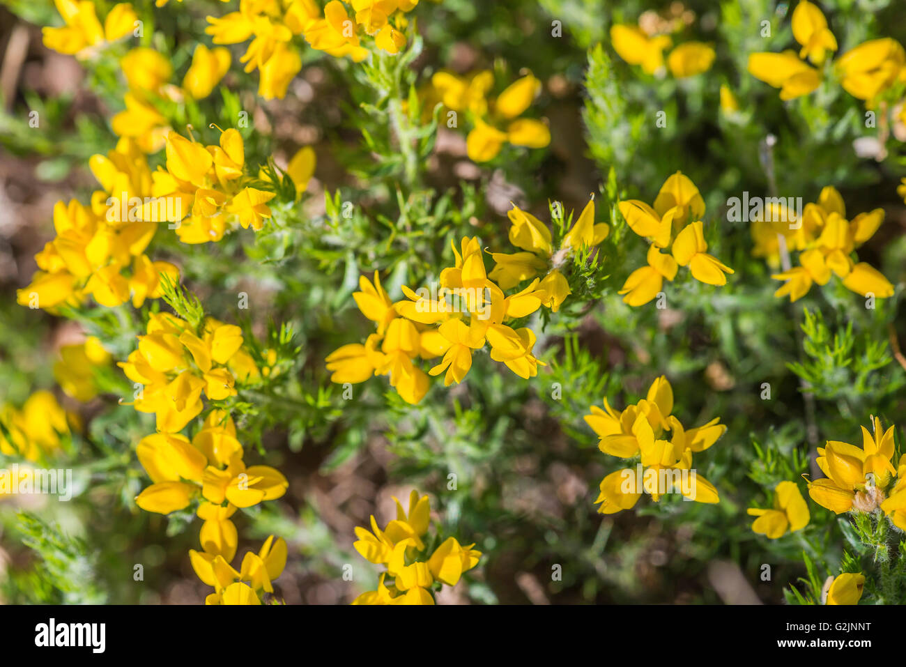 Genêt d ' Espagne Stockfoto