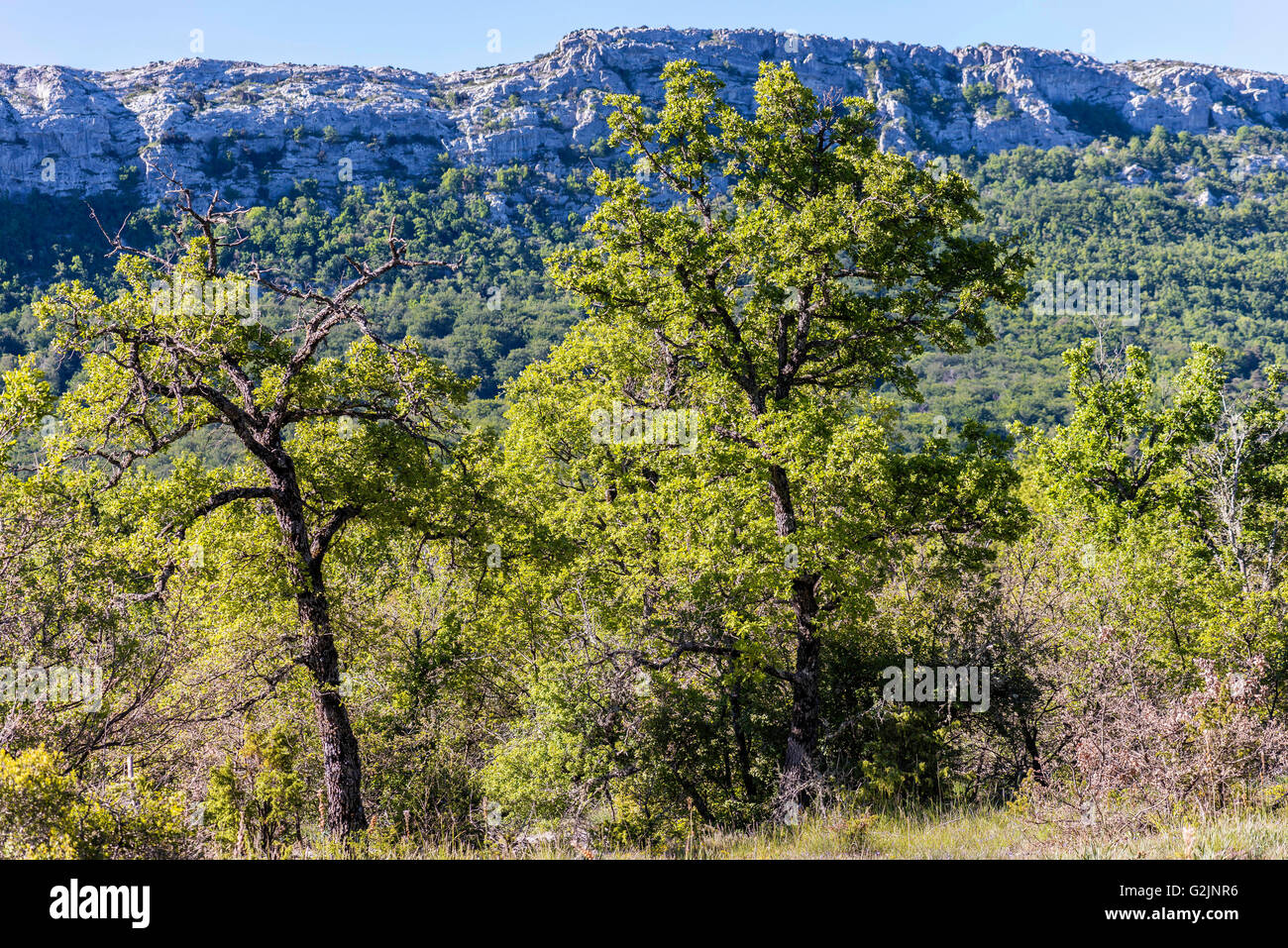 Chêne Pubescent a la St Baume Var Frankreich Stockfoto