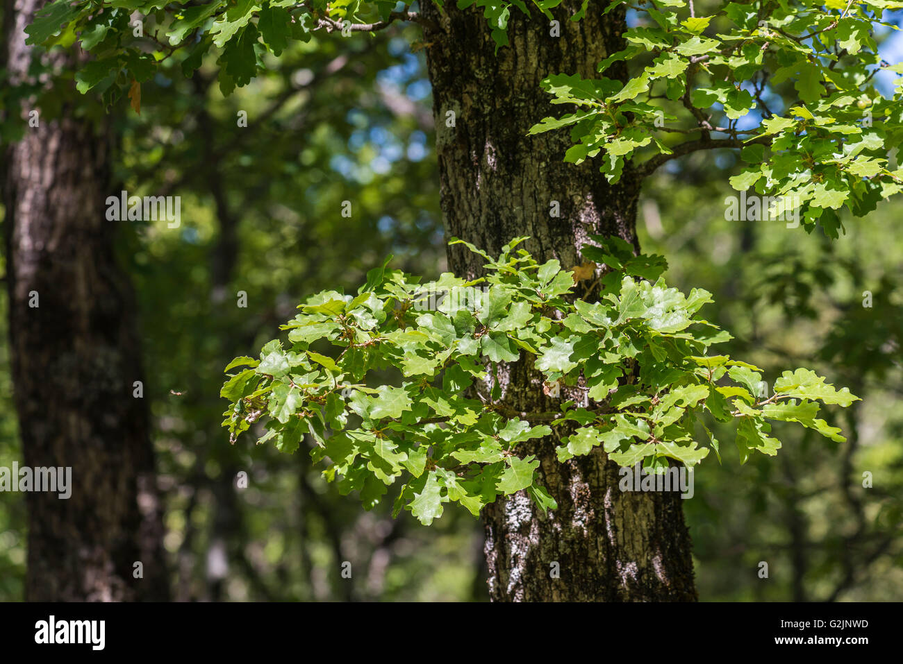 Chêne pubertierenden Stockfoto