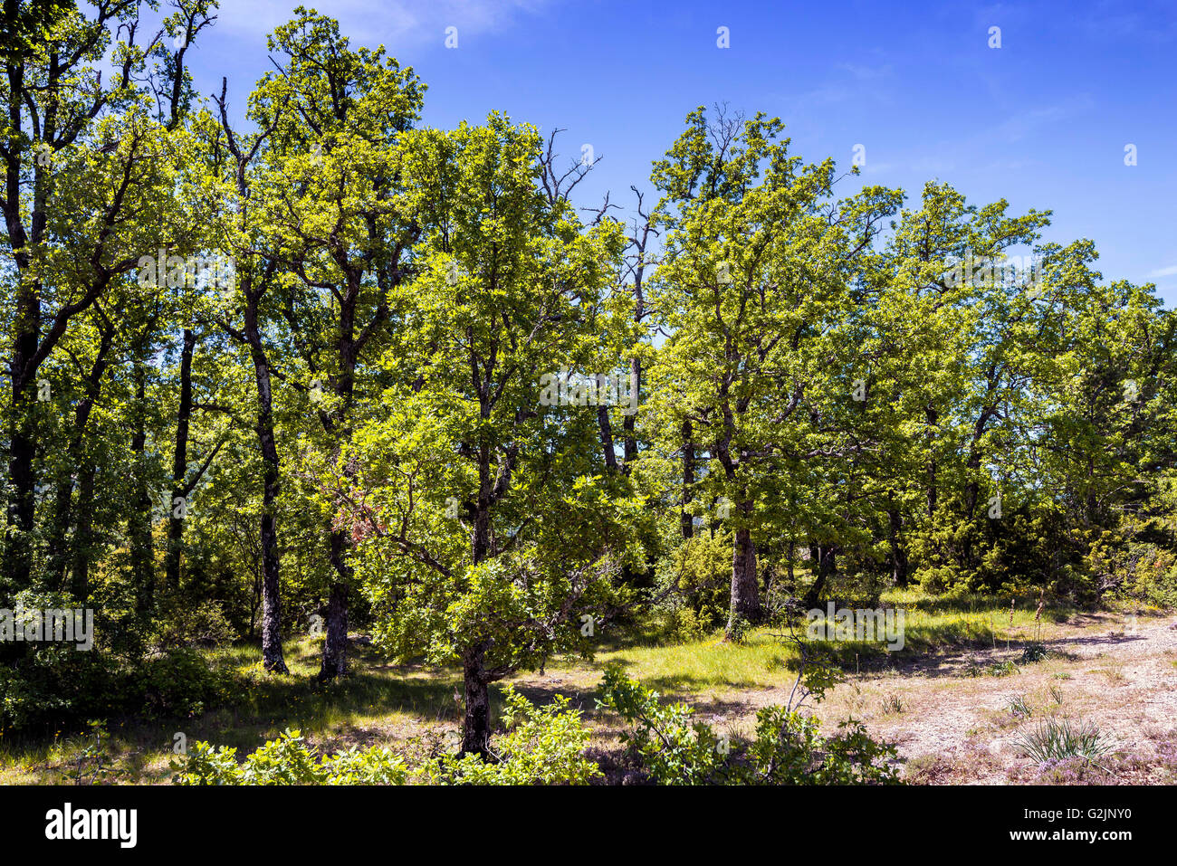 Foret de Chêne pubertierenden Stockfoto