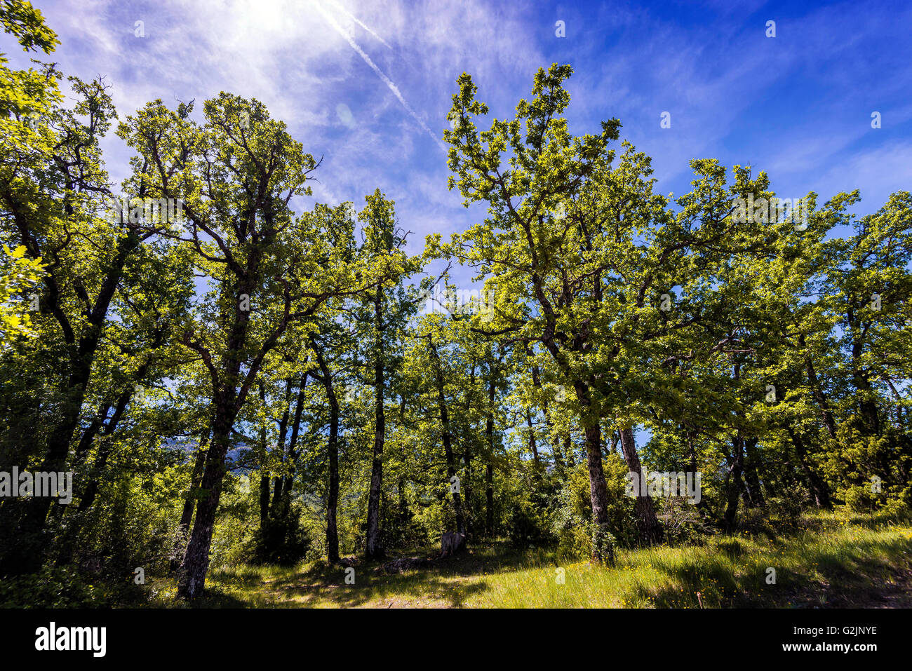 Foret de Chêne pubertierenden Stockfoto