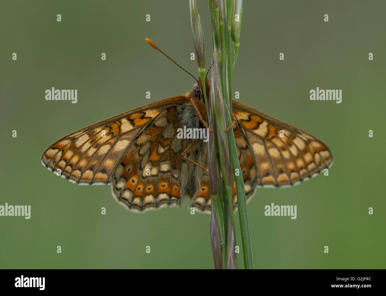 Marsh Fritillary Butterfly (Etikett Aurinia) in Wiltshire, England Stockfoto