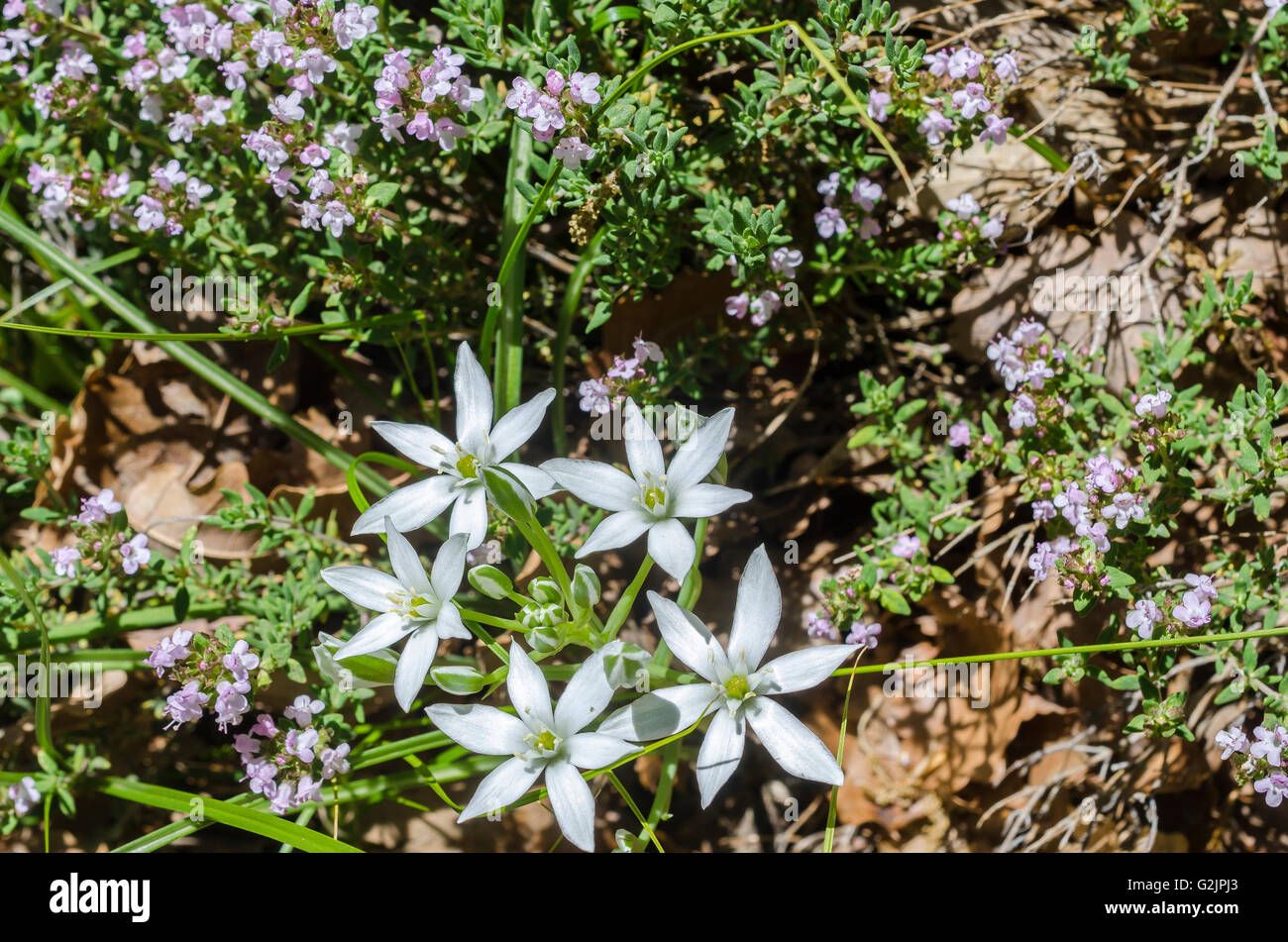 FORET DE STE BAUME, ORNITHOGALE EN OMBELLE ET THYM, VAR 83 FRANKREICH Stockfoto