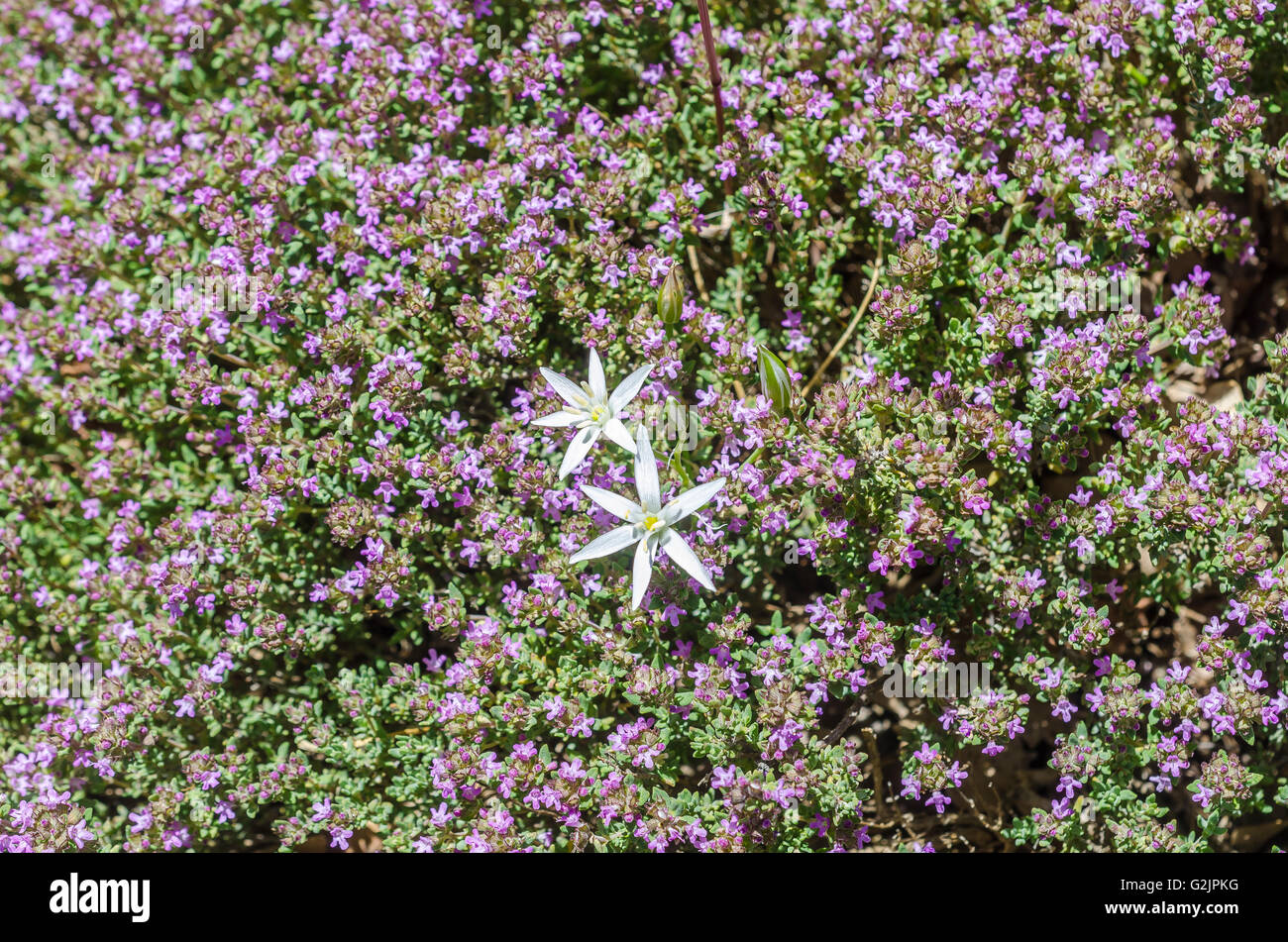 FORET DE STE BAUME, ORNITHOGALE EN OMBELLE ET THYM, VAR 83 FRANKREICH Stockfoto