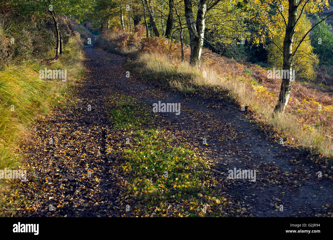 Wege über die Heide mit Bäumen in all ihrer herbstlichen Pracht mit saisonalen Farben und Tönungen auf Cannock Chase Stockfoto
