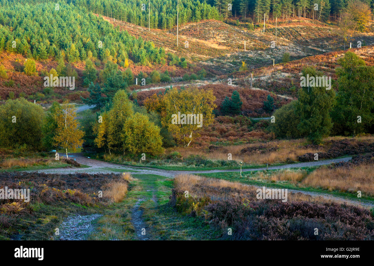 Wege über die Heide mit Bäumen in all ihrer herbstlichen Pracht mit saisonalen Farben und Tönungen auf Cannock Chase Stockfoto