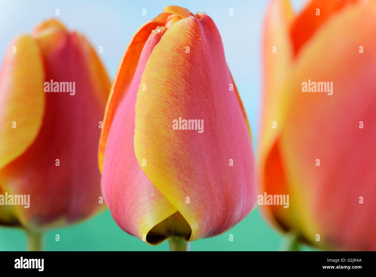 Tulipa "Apeldoorn Elite" Tulip Darwin Hybrid Gruppe April Stockfoto